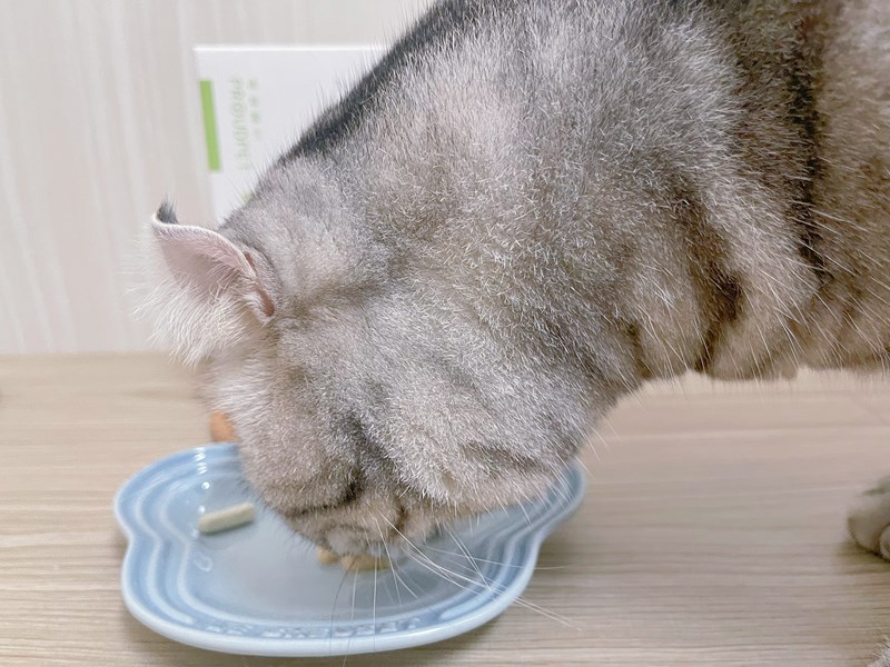 試用
